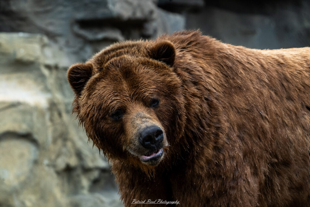 Grizzly bear in natural habitat at the Detroit Zoo, surrounded by trees and rocks
